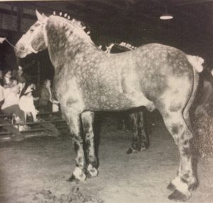McGee- Percheron Stallion
