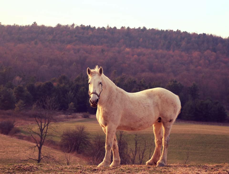 Draft Horse