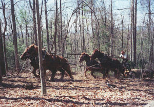 Jason Rutledge logging