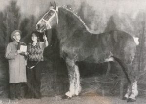 Congolaise- Belgian Stallion