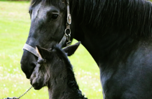 Percheron Mare and Foal