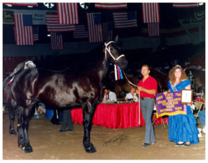 Camille- percheron mare