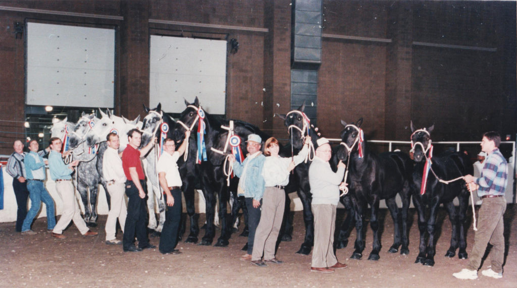 Best ten head 1995 world percheron congress