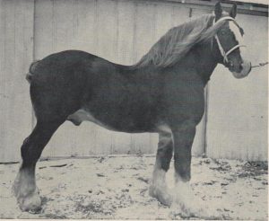 Sorrel Cloud, Shire Stallion.