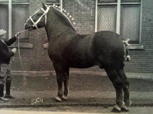 suffolk stallion