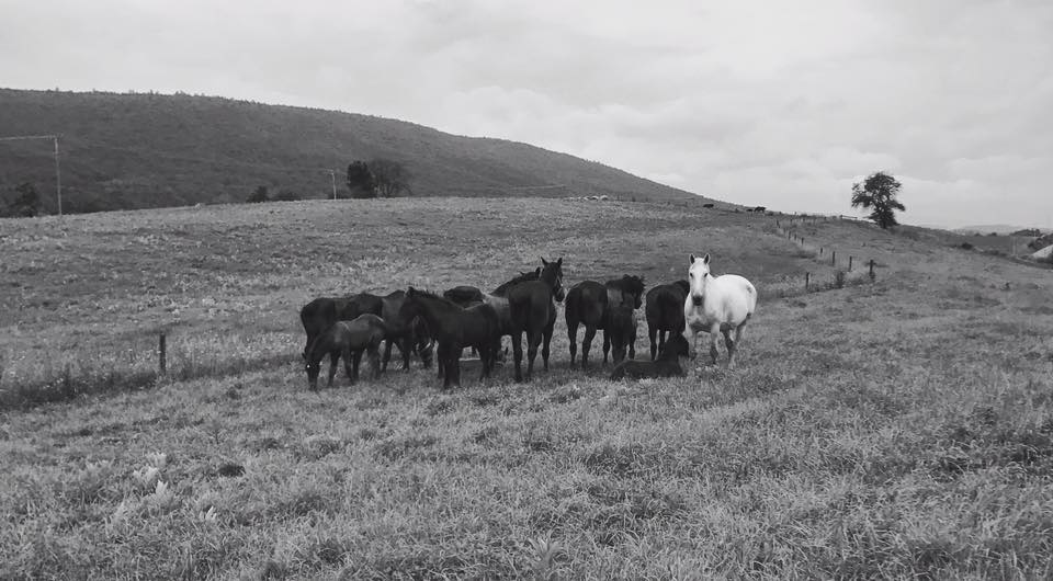 percheron broodmares